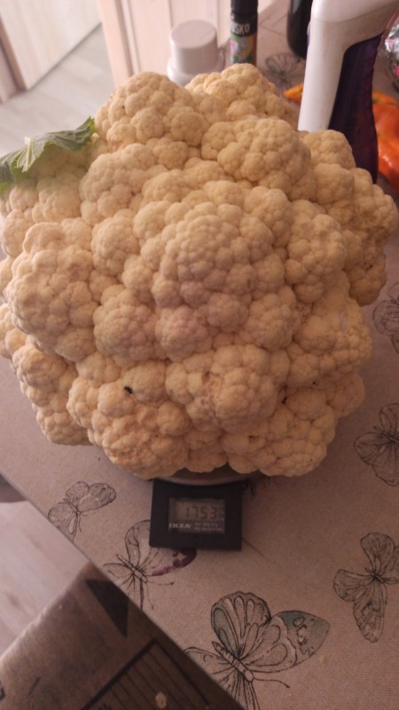 IMG-20240908-WA0020.jpeg