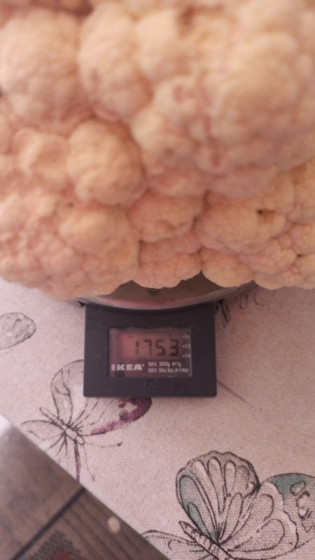 IMG-20240908-WA0018.jpeg
