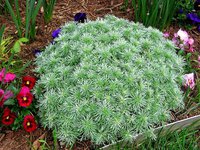artemisia-schmidtiana-nana-15-20-cm-18669-7.jpg
