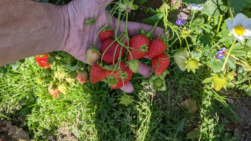 Саженцы при поспевании немного не добирают в цвете ягоды. Вкус ОК