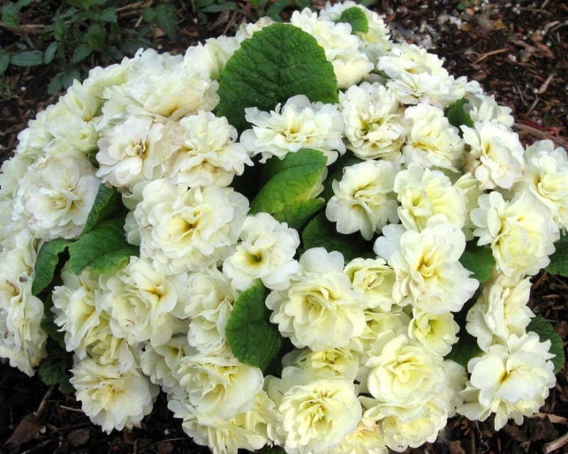 Примула Belarina Cream, укорененные черенки.jpg