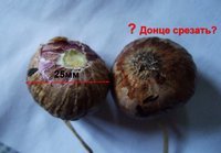 1200 DSCF1077_cr.jpg
