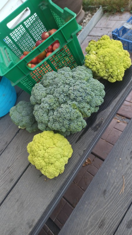 IMG-20240919-WA0002.jpeg