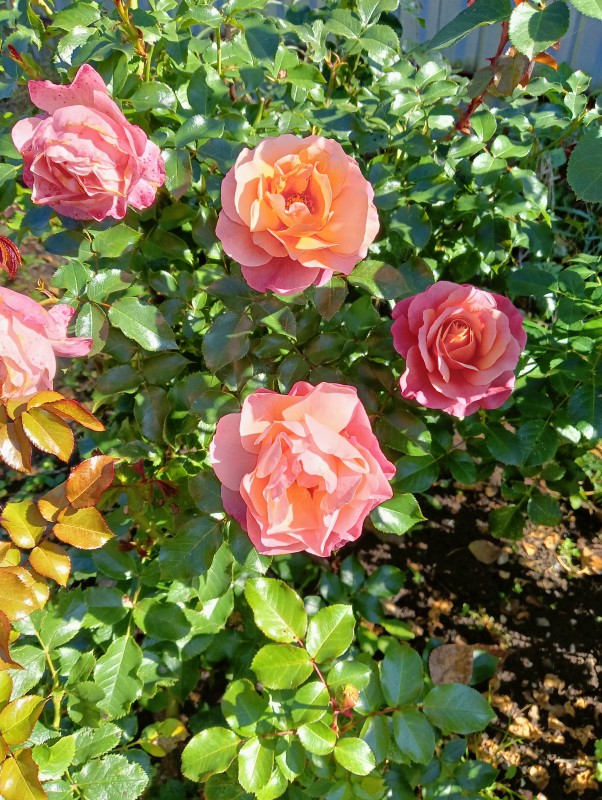 IMG20240911122221.jpg