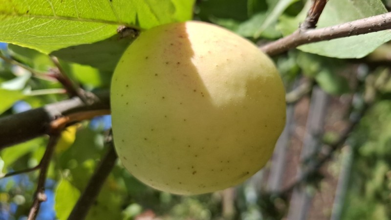 Золотая корона