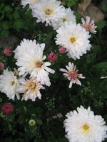 IMG_8899.jpg