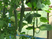 IMG_2664.JPG