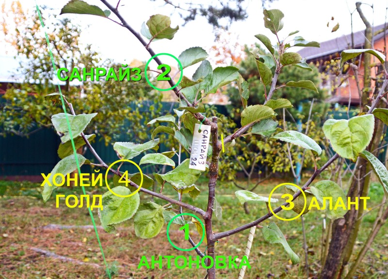 Ябл11_24_034.jpg