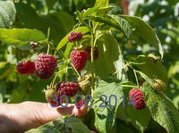 IMG_5380-6 копия копия.jpg