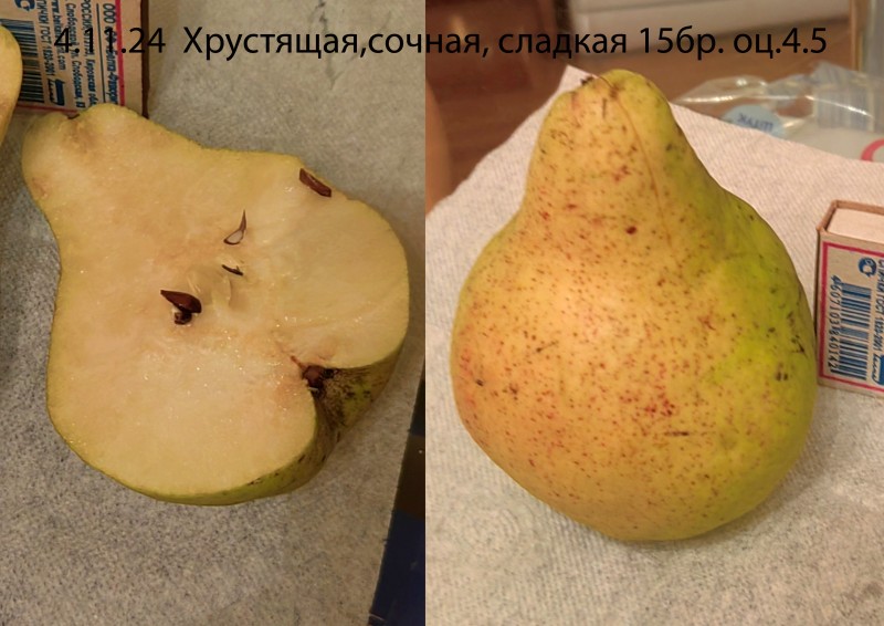 Маисян.jpg