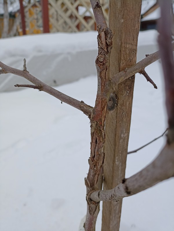 Вид с востока