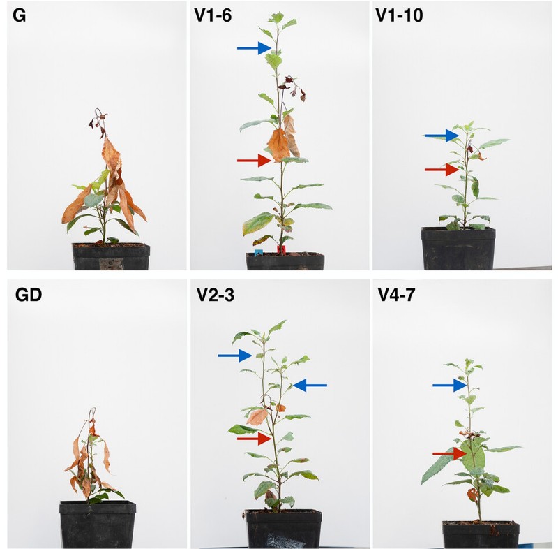 pbi13253-fig-0004-m 1.jpg