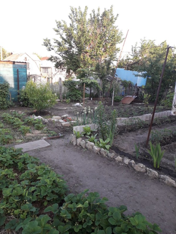 2020 год, кустик слева на фото