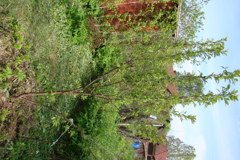 DSC09047.JPG