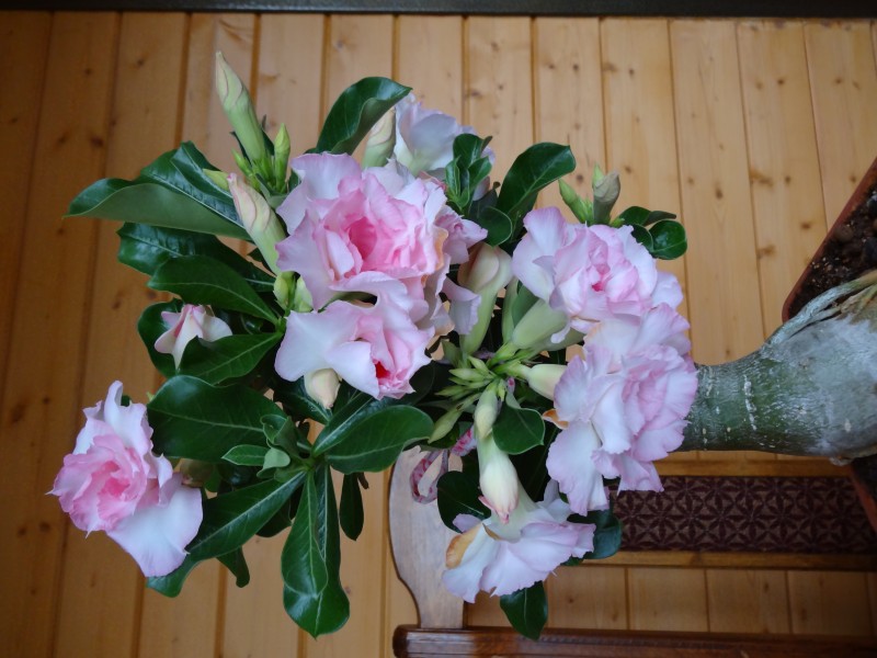 DSC03641.JPG