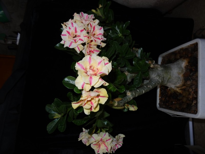 DSC04555.JPG