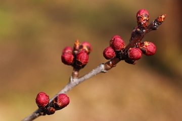apricot-buds-spring-close-up_406939-1721 (1).jpg