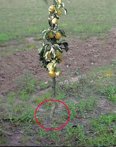 груша.jpg