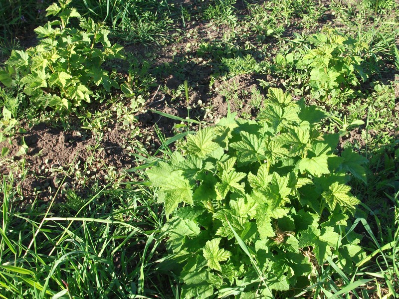 DSCF1948.JPG