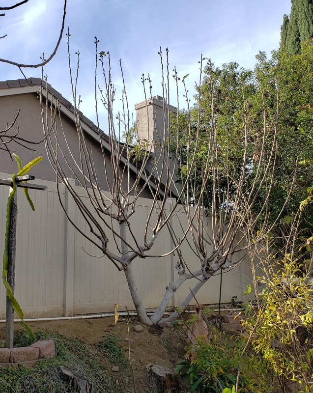 pruning-fig-trees-an-example-v0-08hxdy004lmc1.jpg