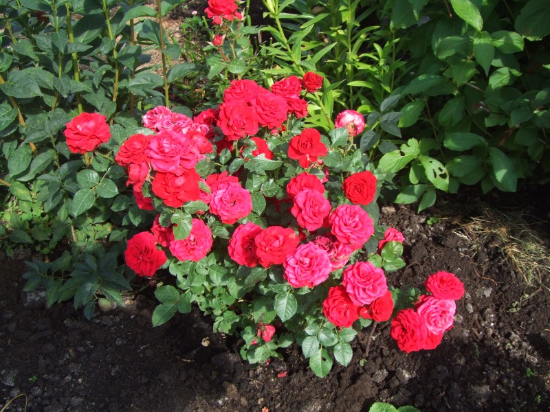 DSCF3840.JPG