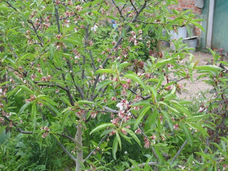 IMG_9777.JPG