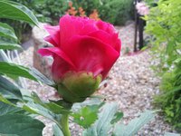 Энн Берри Казенс бутон (2) - копия.jpg