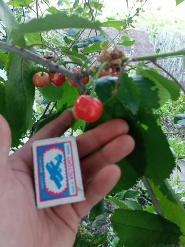 IMG20250603194932.jpg