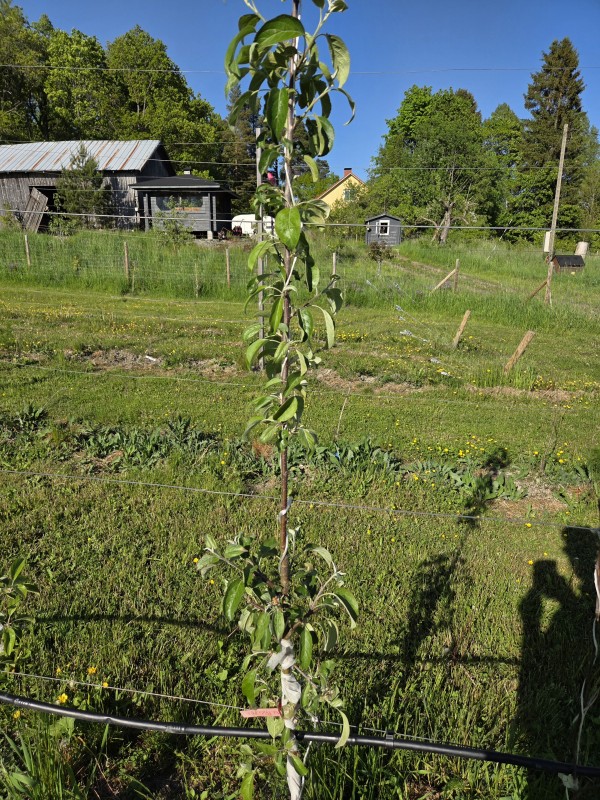 20250603_181706.jpg