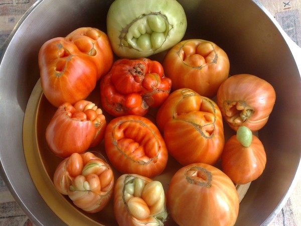 urodlivyie-tomatyi-1.jpg