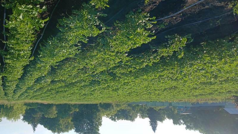 IMG-20250618-WA0002.jpeg
