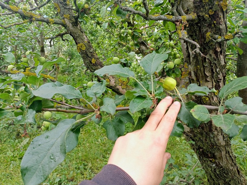 Праздничное, завязь которая желтеет
