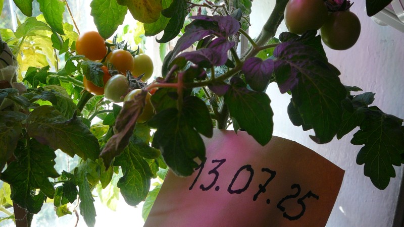 P1020650.JPG