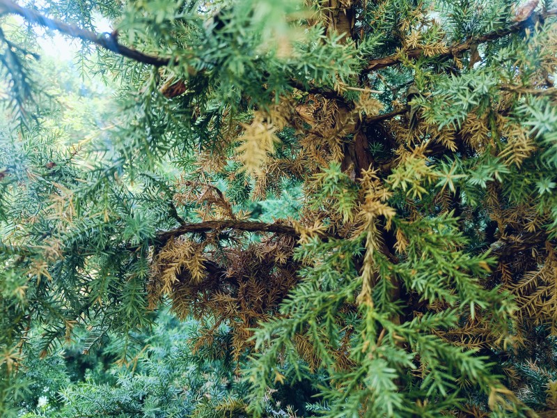 1000036707.jpg