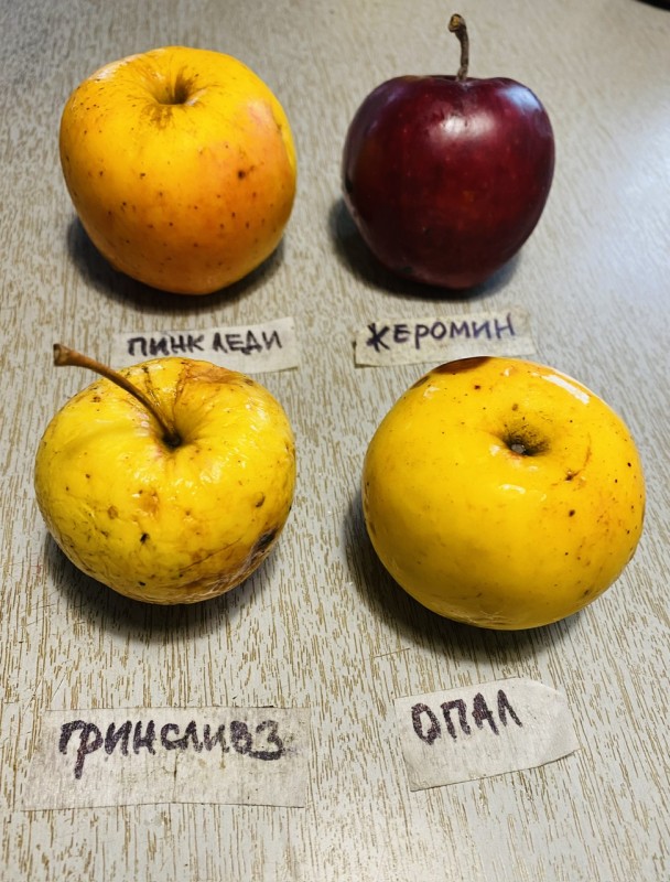 Пинк Леди в МО.jpeg