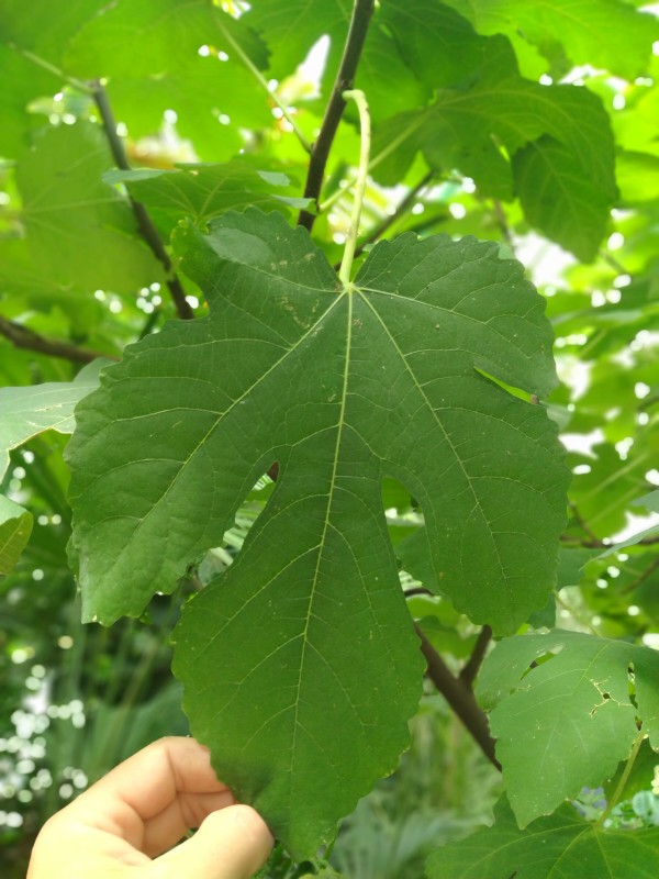 IMG20250802132720.jpg