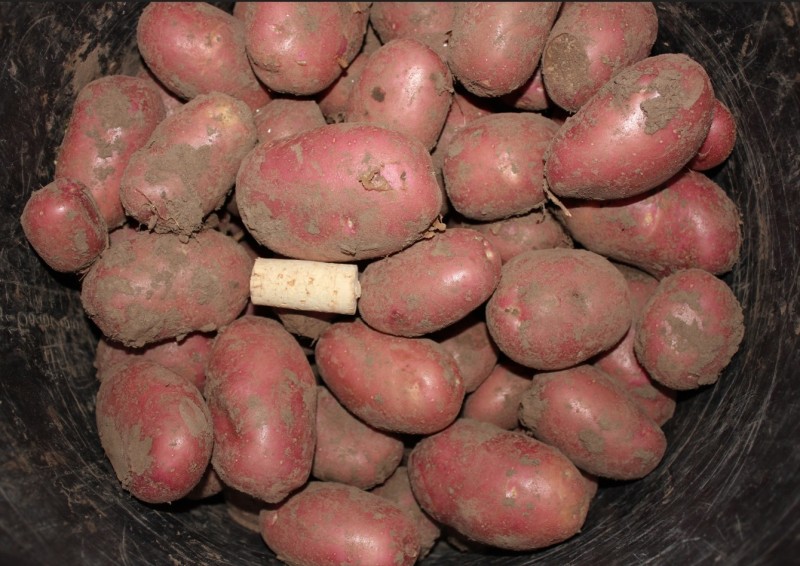 Розара