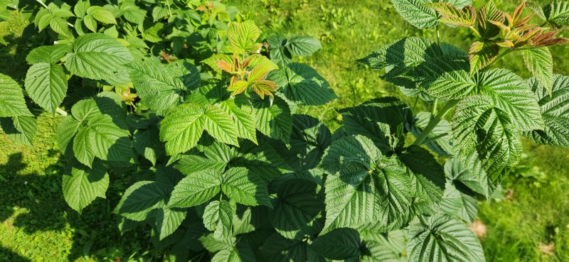 20250726_094004.jpg