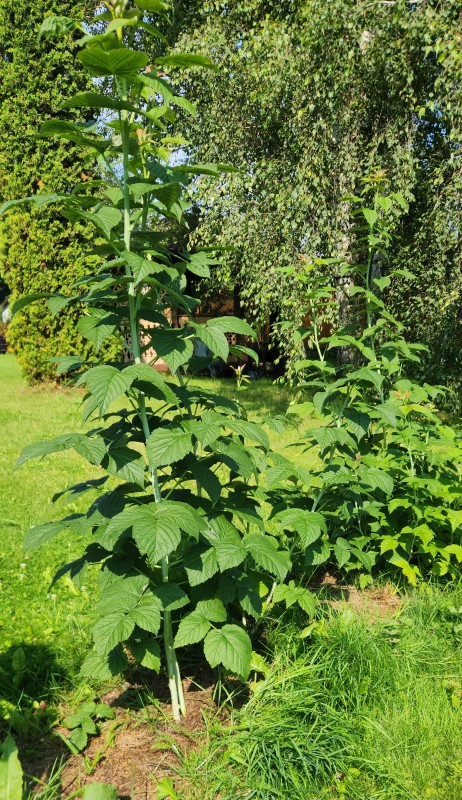 20250726_094016.jpg