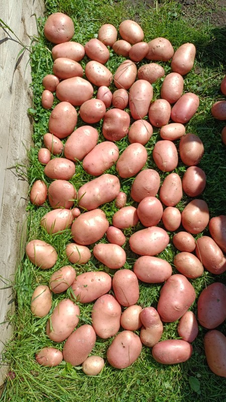 IMG-20250805-WA0017.jpeg