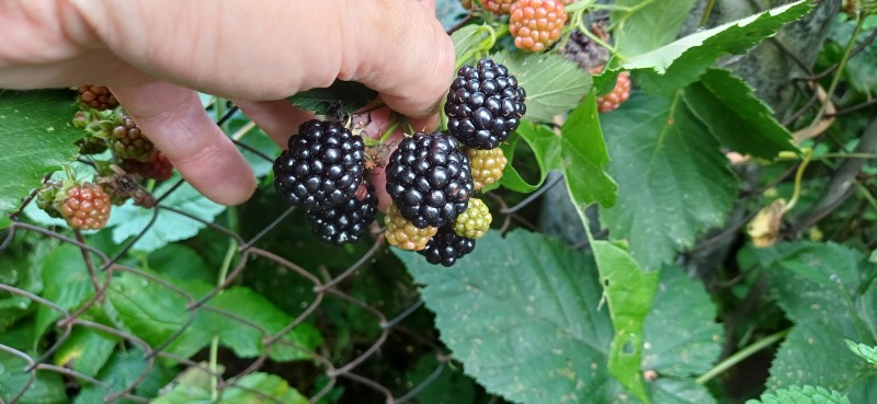 20250820_153645.jpg