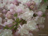 Красавица Москвы-  Syringa vulgaris Krasavitsa Moskvy.JPG