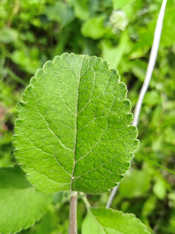 IMG_0575.jpeg