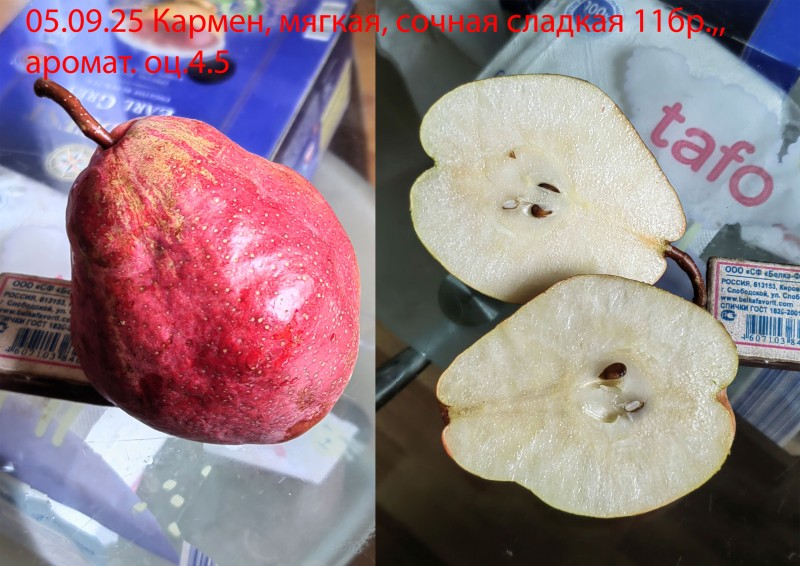 Кармен25.jpg