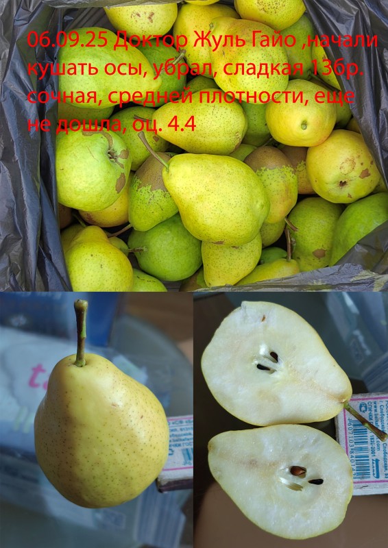 Д.Ж.Г. 25.jpg