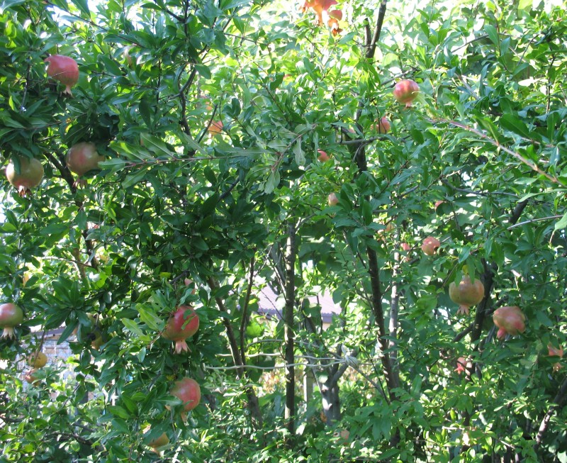 IMG_0414.JPG