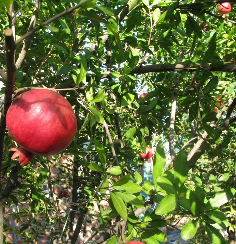IMG_0418.JPG
