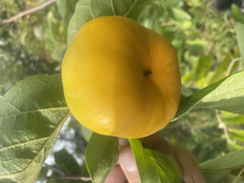 Японский сорт Soshu