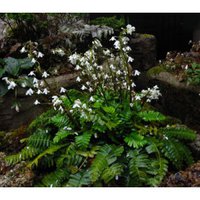 pteridophyllum-racemosum.jpg