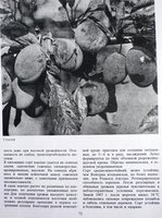P1060146.JPG